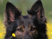 Iron  Bes.: Astrid Schibli : Iron und Dyaz